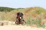 BEAUCERON 286